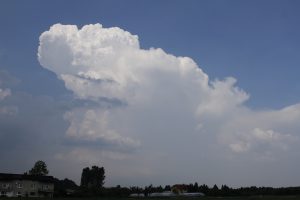 izolowana komórka konwe